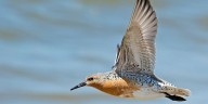 Los superpoderes biológicos que permiten a las aves volar durante 11 días sin comer