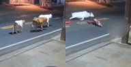 Choca contra una vaca y fallece Antony Ylano, promesa del fútbol brasileño [VIDEO]