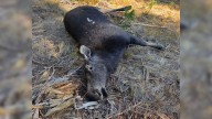 Idaho seeks leads on illegal cow moose killing in Adams County