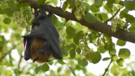 Bat tests positive for rabies in southeastern Michigan
