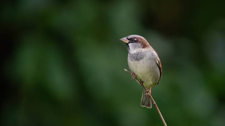 The Kitchen Ingredient That Will Have Sparrows Flocking To Your Yard