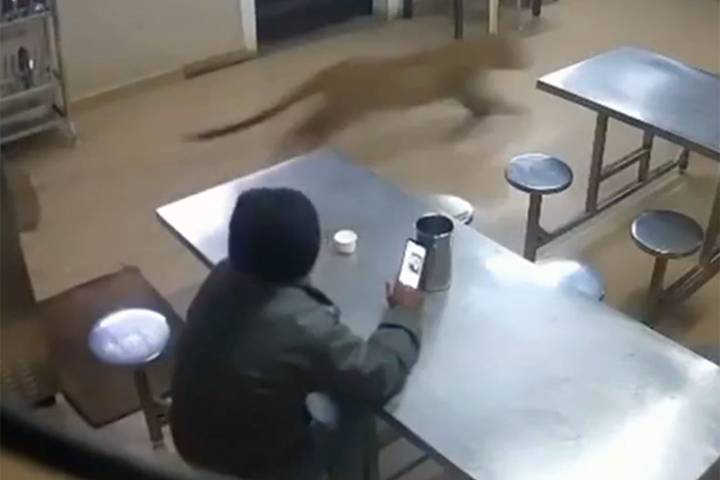 Wild Leopard Chases Man Out of Hotel Dining Area in Shocking Footage