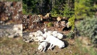 Oregon Mom Dog Tied To A Tree Clings To Eight Puppies As Help Finally Arrives