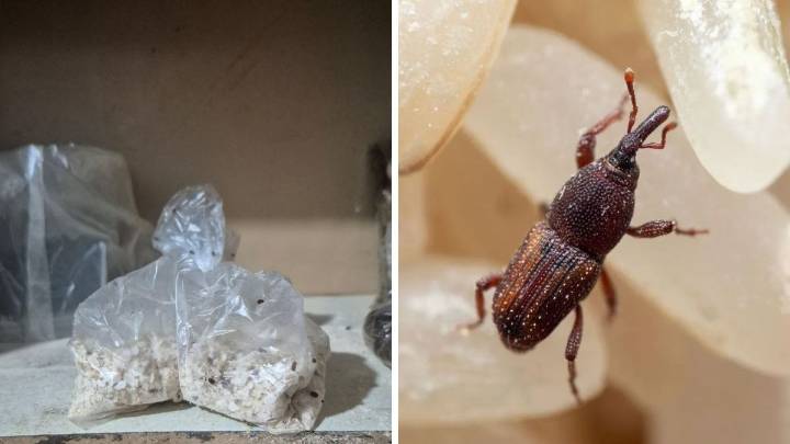 Cómo eliminar los gorgojos de la alacena y desinfectar la cocina