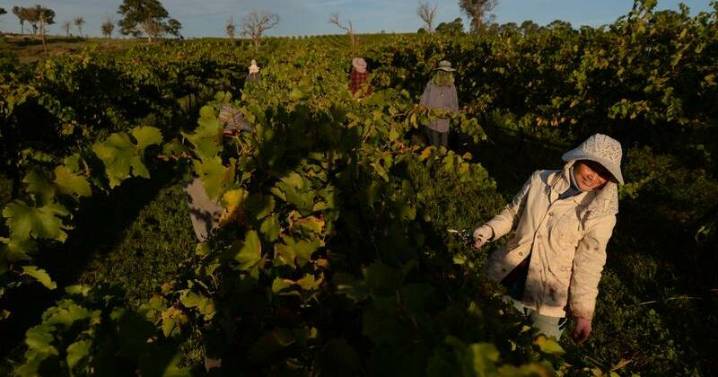 Albanese government flips on Pacific worker guarantee