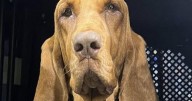 On the Trail: Maggie the bloodhound proving to be an important member of the Stanley Valley VFD team