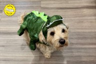 My Dog’s Halloween Costume Is on Sale at PetSmart
