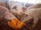 Don't trash your pumpkins; make some Las Vegas pigs happy