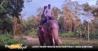 West Bengal: Wooden bridge collapses in Alipurdar’s Jaldapara Forest, tourists rescued by elephants