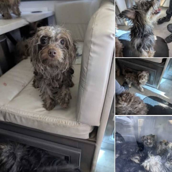 44 Neglected Dogs Rescued From RV In Reading: ARL