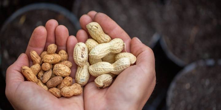 Día Internacional del Maní: cinco recetas originales para incluirlo en la alimentación