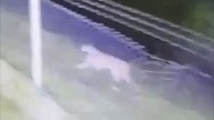 Miedo en Mar Chiquita por la aparición de un puma suelto