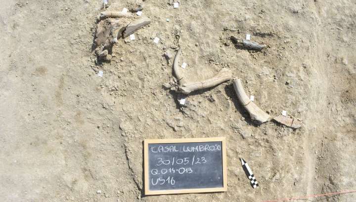 How Did Early Humans End Up Supersizing Their Tools? 400,000-Year-Old Butchered Elephant Remains Might Hold The Answer
