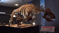 Hallazgo paleontológico: encuentran en Ischigualasto un dinosaurio que vivió hace 230 millones de años
