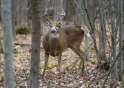 Disease outbreak has killed nearly 100 deer around Grand Forks, B.C., province says