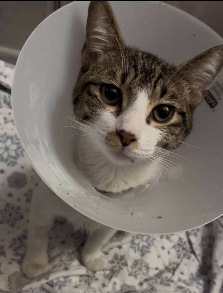 Paralyzed cat receives life-saving surgery through Las Vegas rescue