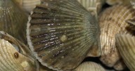 Bay scallop population bounces back after extinction threat in the Eastern Shore