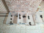 Tras cateos en Zapopan, Tlaquepaque y Tijuana, capturan a traficantes de especies protegidas