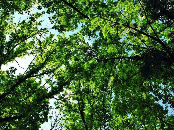 1,092 trees to be axed for Namma Metro Phase 3