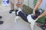 Dónde vacunar a tu mascota contra la rabia este miércoles 22 de octubre en Campeche: sedes, horarios y municipios