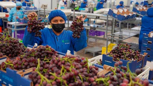 Perú se consolida como líder mundial en exportación de uva con envíos por más de US$1900 millones en 2025
