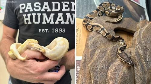 2 pythons found abandoned off 210 Freeway in Monrovia