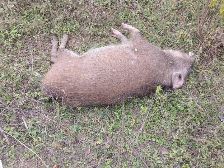 Industrial waste likely killed 100 wild boars in Nangal Wildlife Sanctuary: Report