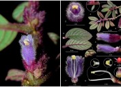 Descubren en el Nevado del Ruiz una nueva planta que lleva el nombre ancestral de la montaña