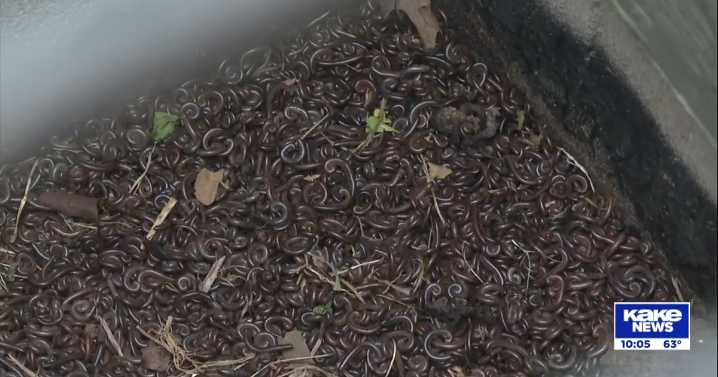 Sedgwick residents battle massive millipede invasion