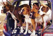 In Chandigarh, you can keep 4 dogs for a kanal house, none if you have a house smaller than 5 marlas