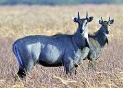 MP News: Blue Bulls To Also Be Captured In Shajapur Along With Black Bucks
