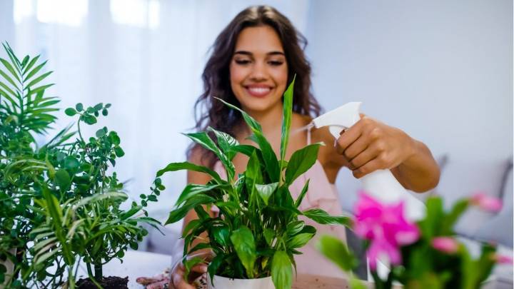 Cúales son plantas perfectas para regalarle a mamá en su día: símbolos de amor, protección y vida