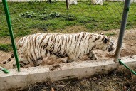 Tigre de bengala escapa en Puebla; lluvias causaron daños en zoológico