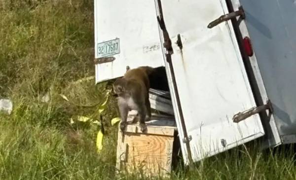 Un mono infectado con COVID, herpes y hepatitis escapó de un camión