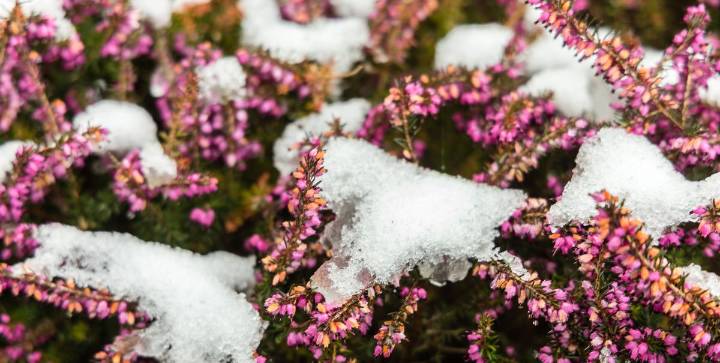 12 Plants to Add to Your Garden Now for Winter Beauty