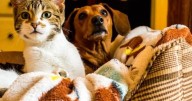 Have a Pet? Don’t ‘Fall’ for the Myth of Seasonal Heartworm Prevention