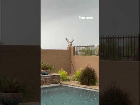 OWL BE DARNED: Owl spreads its wings during rainstorm #shorts #usa #animals #cute #animal