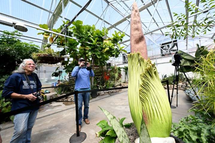 Upcoming around Loveland: ‘Aliens,’ 4-H discussion and corpse flower presentation