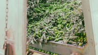 La producción de aceite de oliva será más corta que la del año pasado