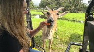 VIP safari tour lets you get wild without driving