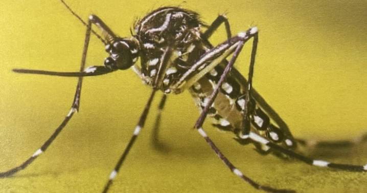 Additional invasive Aedes aegypti mosquitoes found in Antioch neighborhood