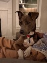 Pet of the Week: Elliot