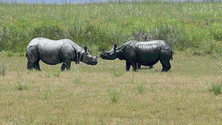 Wild dogs and rhinos vanish from Rajaji National Park; some bird species drop in number, raising serious concerns