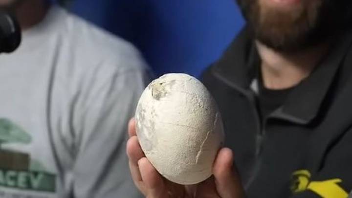 Así fue el momento en el que científicos del CONICET hallaron un increíble huevo de dinosaurio