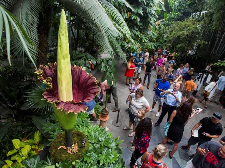Robaron la flor más apestosa del mundo, que cuesta una fortuna
