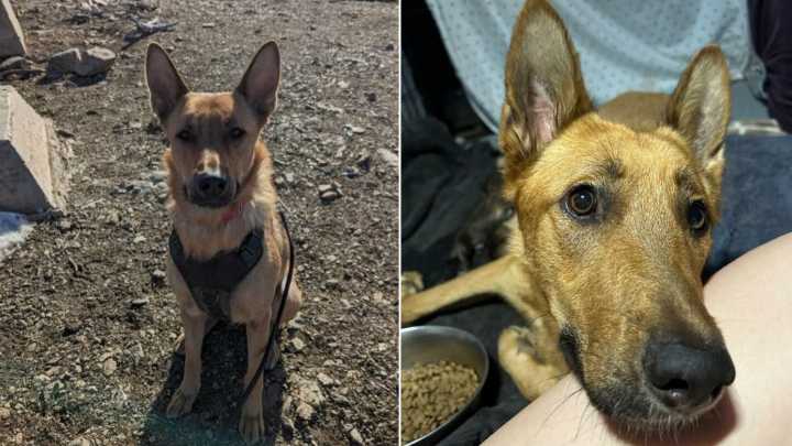 After Heartbreaking Loss Of Her Puppies, California Dog Becomes A Guardian For Orphans
