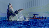 A Whale Protected A Scientist From A Huge Shark. A Year And 15 Days Later, They Were Reunited