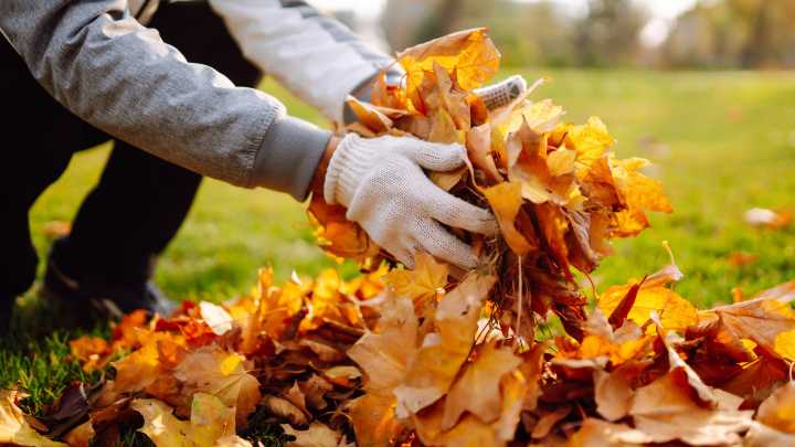 For The Best Results, This Is When You Should Clear The Leaves From Your Yard