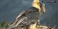 What's Trending: 13th century artifacts found in vulture nests
