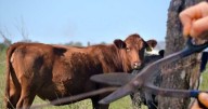 Alarma por los reiterados robos de animales en campos del Departamento San Martín